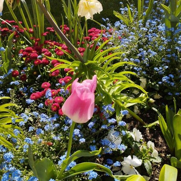 Tulipa gesneriana Кветка