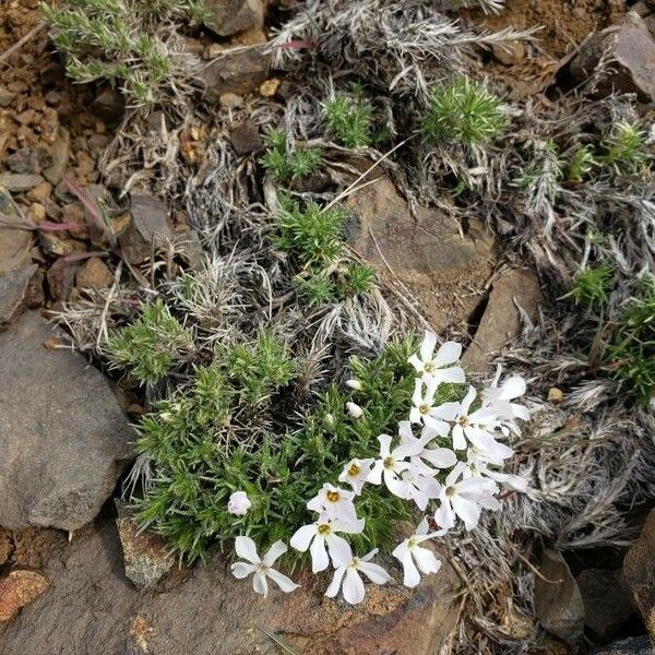 Phlox hoodii Plante entière