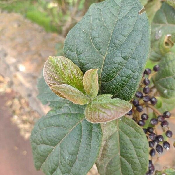 Viburnum betulifolium Hoja