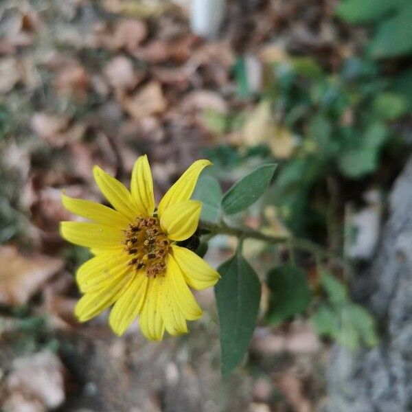 Helianthus strumosus Bloem