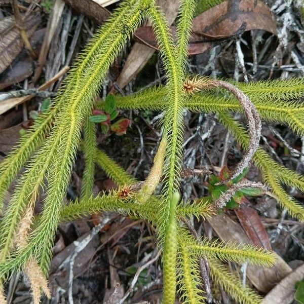 Lycopodiella cernua Ліст