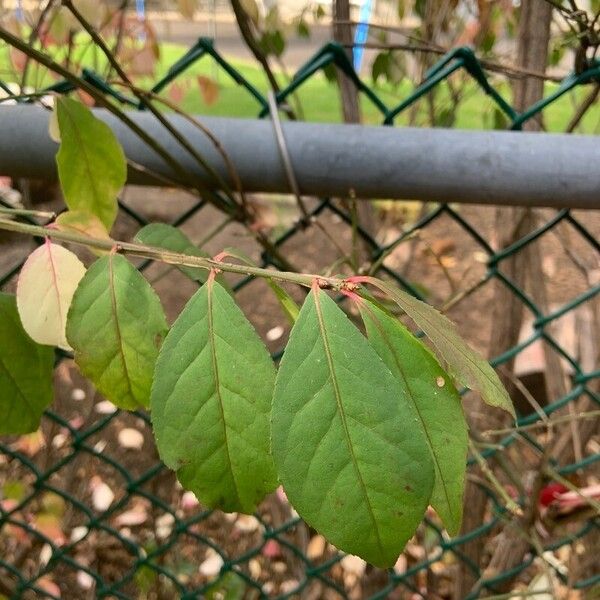 Euonymus alatus Ліст