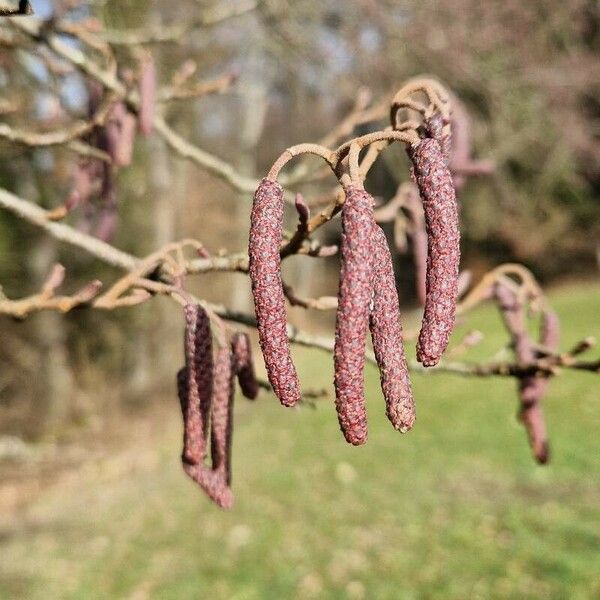 Alnus glutinosa Blomst