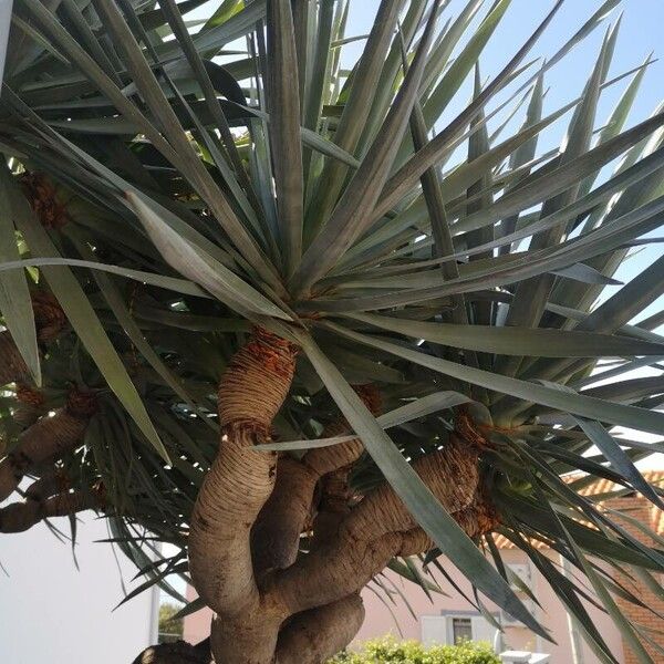 Dracaena draco Leaf