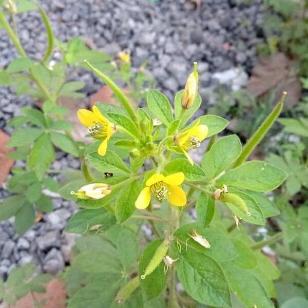 Cleome viscosa Fiore