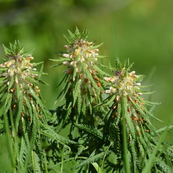 Pedicularis foliosa Flower