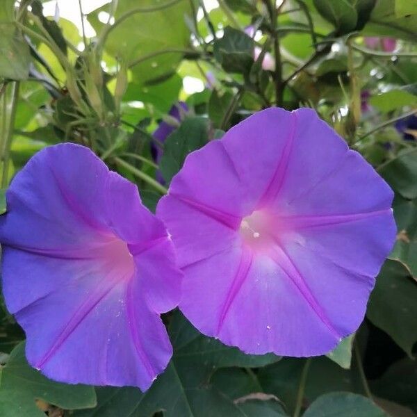 Ipomoea indica ᱵᱟᱦᱟ