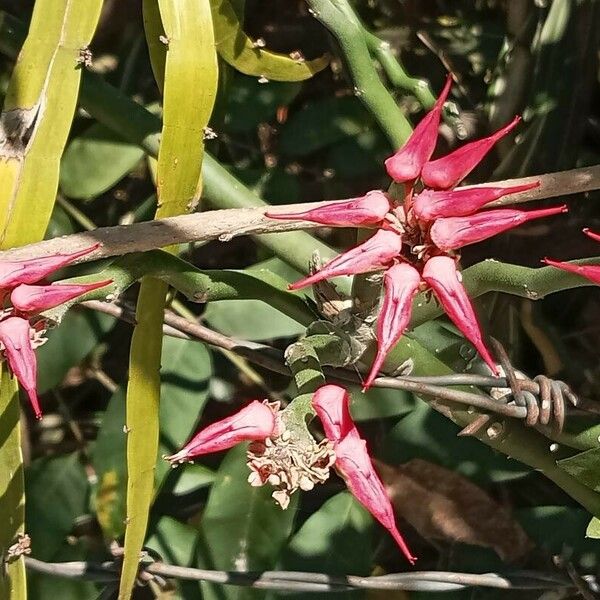 Euphorbia tithymaloides Flower