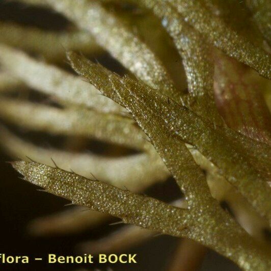 Utricularia intermedia Rhisgl