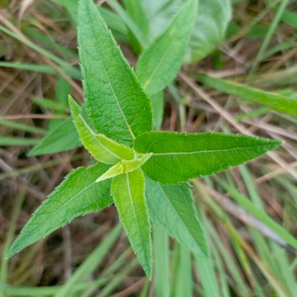 Aspilia mossambicensis Leht