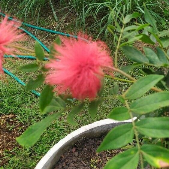 Calliandra haematocephala Blomma