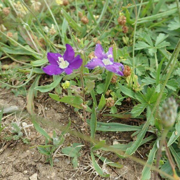 Legousia speculum-veneris Λουλούδι