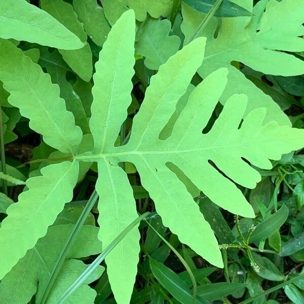 Onoclea sensibilis Leaf