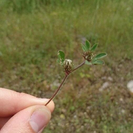 Trifolium scabrum Blüte