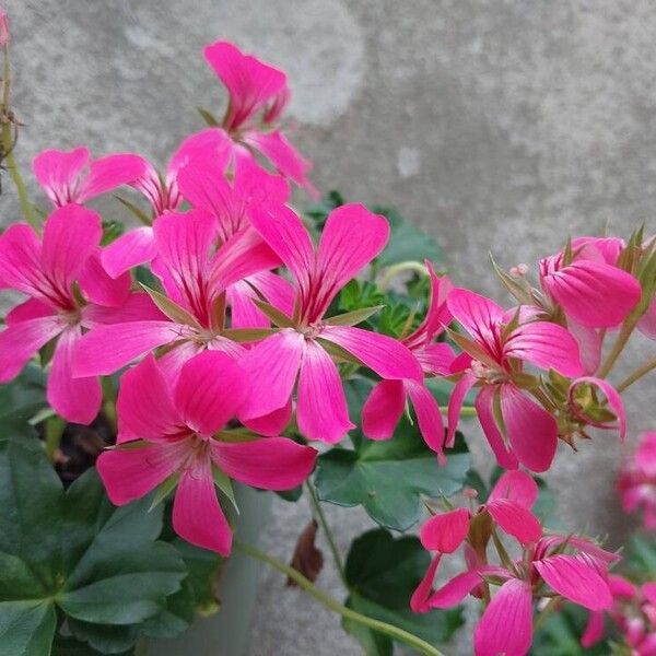 Pelargonium peltatum Квітка