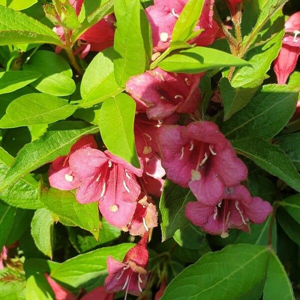 Weigela florida Žiedas