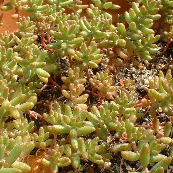 Sedum atratum Habit