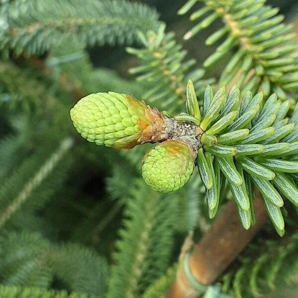 Abies pinsapo Leaf