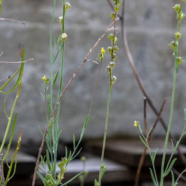 Linaria simplex ফল