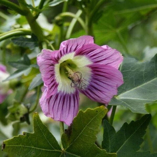 Malva assurgentiflora Květ