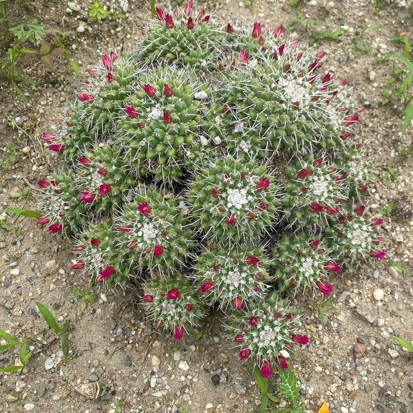 Mammillaria compressa Flower