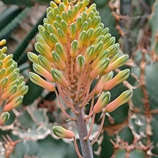 Aloe dawei Flower