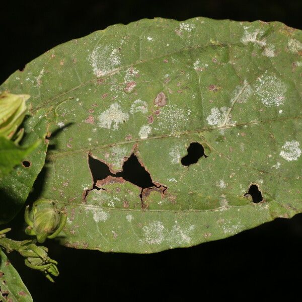 Malvaviscus arboreus Levél