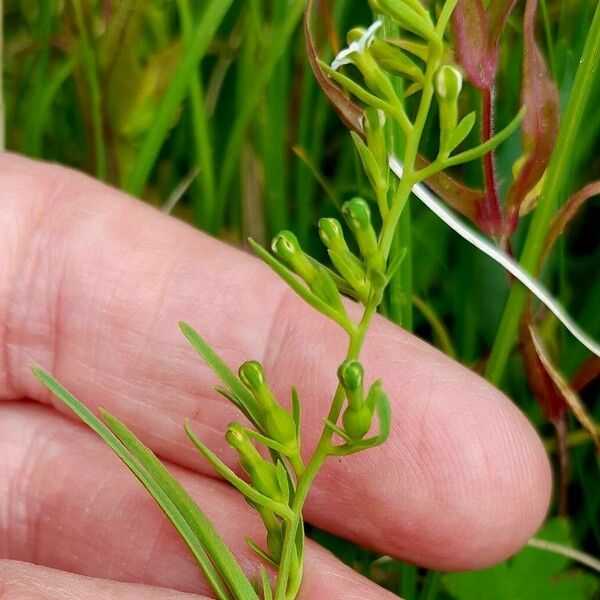 Thesium alpinum Floare