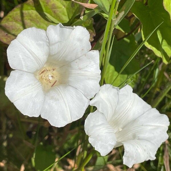 Calystegia sepium Blüte