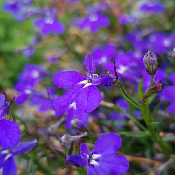 Lobelia erinus Blüte