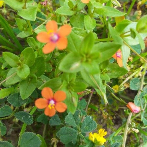 Lysimachia arvensis Blüte