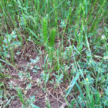 Hordeum pusillum Vekstform