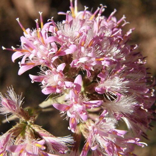 Acourtia thurberi Blüte