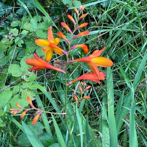 Crocosmia × crocosmiiflora Flower