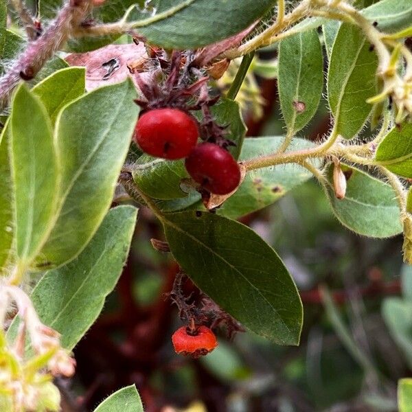 Arctostaphylos columbiana Fruit