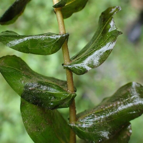 Potamogeton perfoliatus Habit