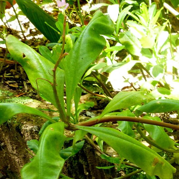 Talinum paniculatum ഇല