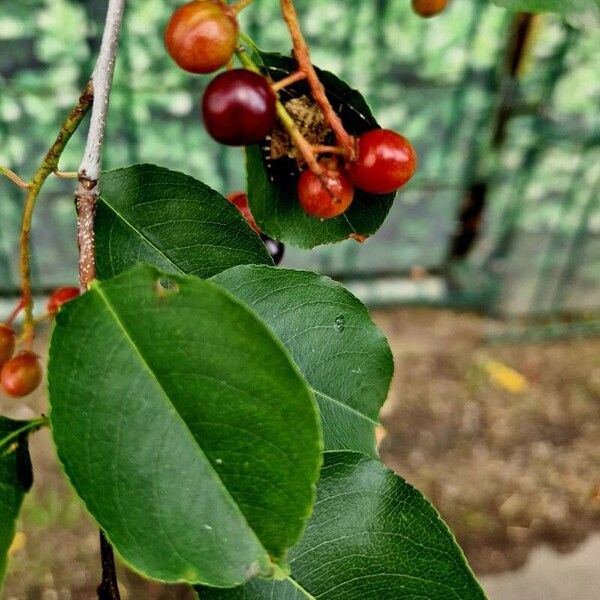 Prunus virginiana Plod