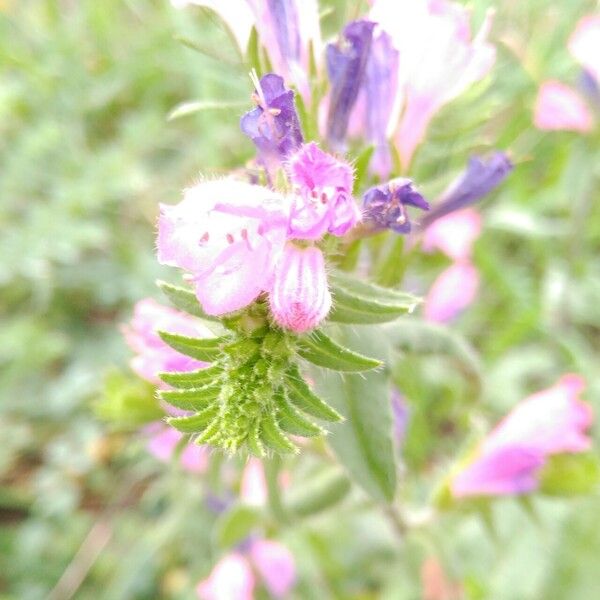 Echium rosulatum Цвят