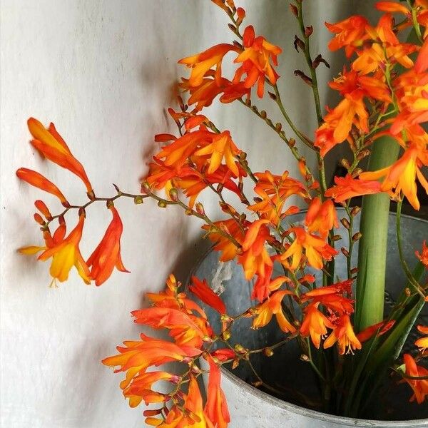 Crocosmia × crocosmiiflora Kwiat