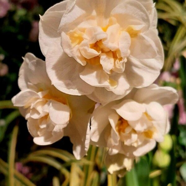 Narcissus spp. Çiçek