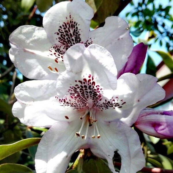 Rhododendron rubiginosum Blüte