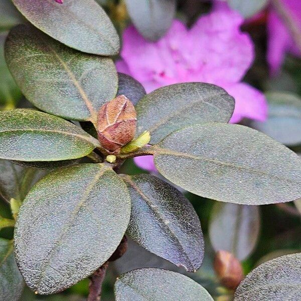 Rhododendron lapponicum Folla