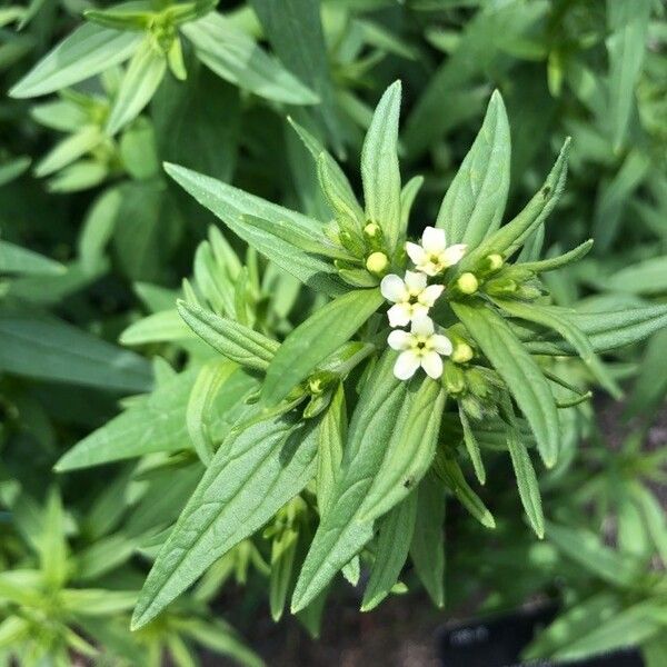 Lithospermum officinale पत्ता