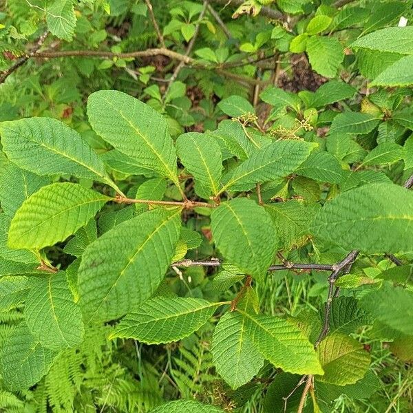 Meliosma flexuosa Leaf