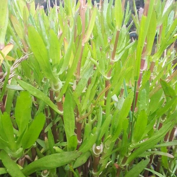 Cotula coronopifolia Leaf