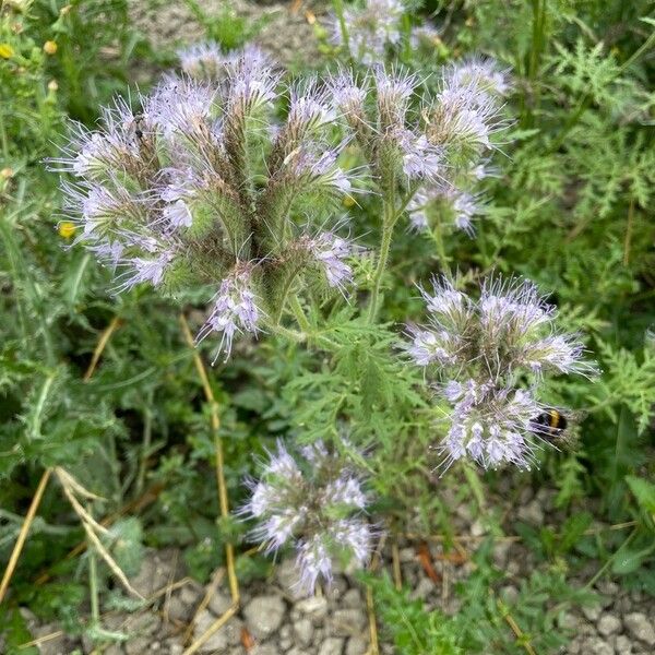 Phacelia tanacetifolia List