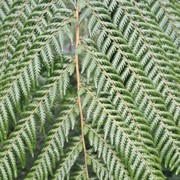 Dicksonia antarctica Lapas