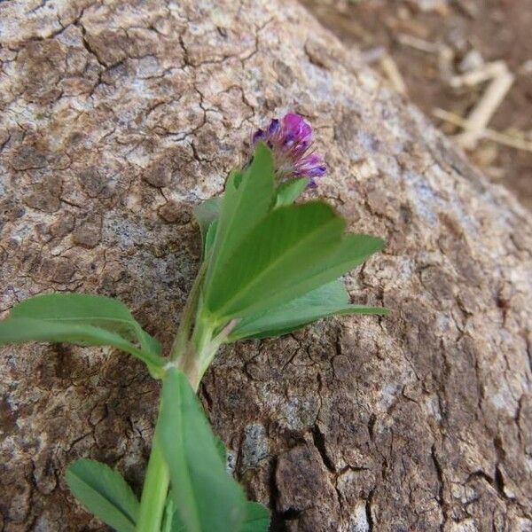 Trifolium usambarense 花