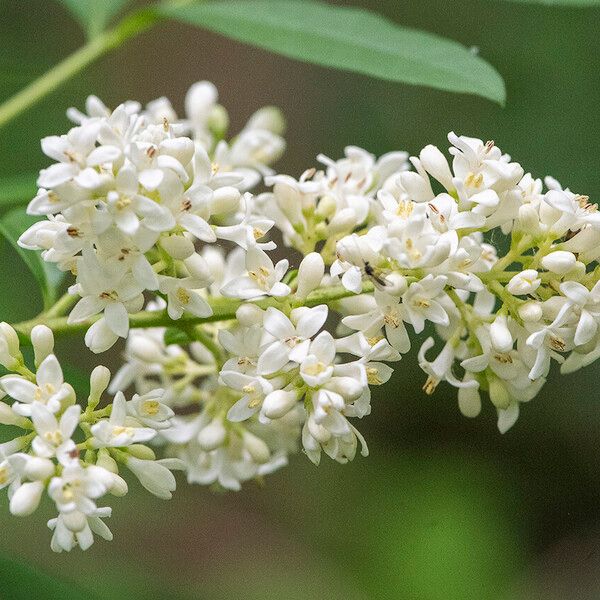 Ligustrum quihoui Λουλούδι